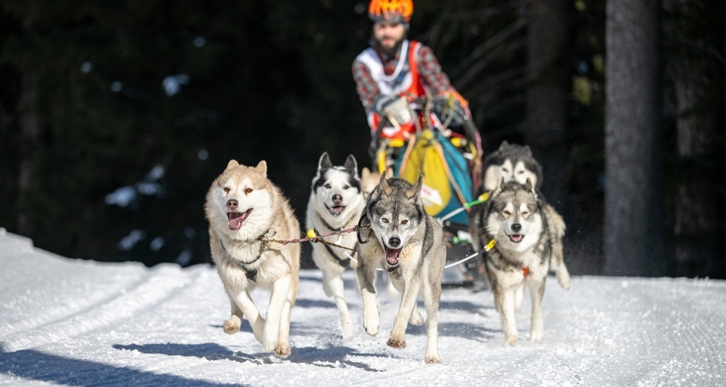 Gara cani da slitta (gdl_904350957_image)