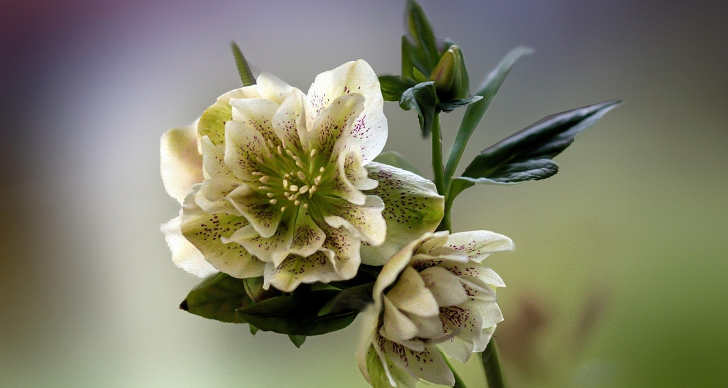 Gottesdienst im Kantonsspital (gdl_904477578_image)