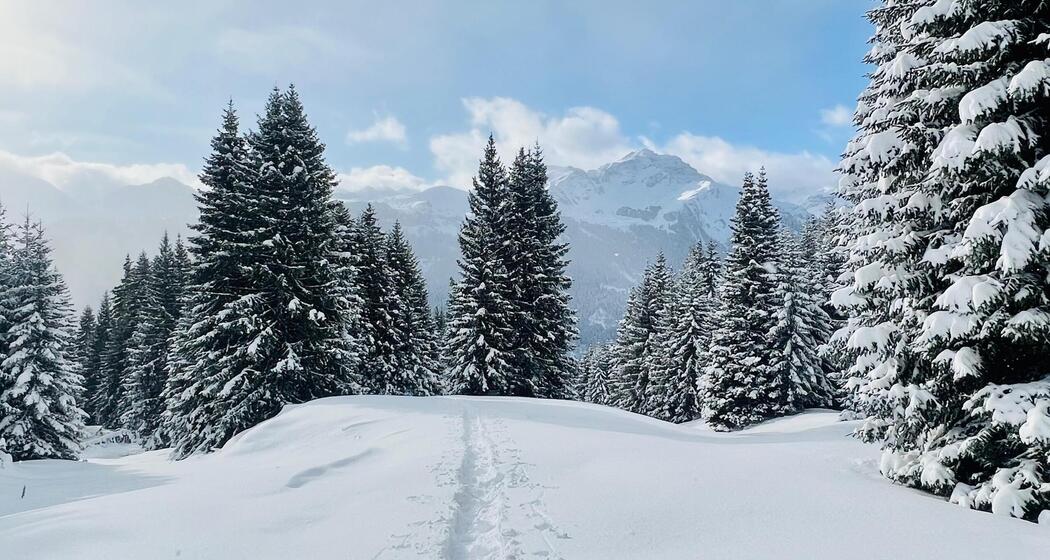 ArosaAkademie «Dienstag-Schneeschuh-Tour» (gdl_904856706_image)
