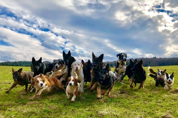 "Training bei Mehrhundehaltung" Themenabend mit Katrin Scholz (gdl_906973082_image)