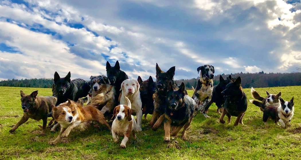 "Training bei Mehrhundehaltung" Themenabend mit Katrin Scholz (gdl_906973082_image)