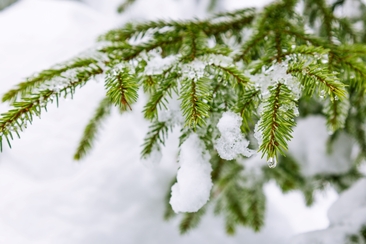 Kräuter Workshop "Wohltuendes aus dem Winterwald" in Versam (gdl_907773238_image)