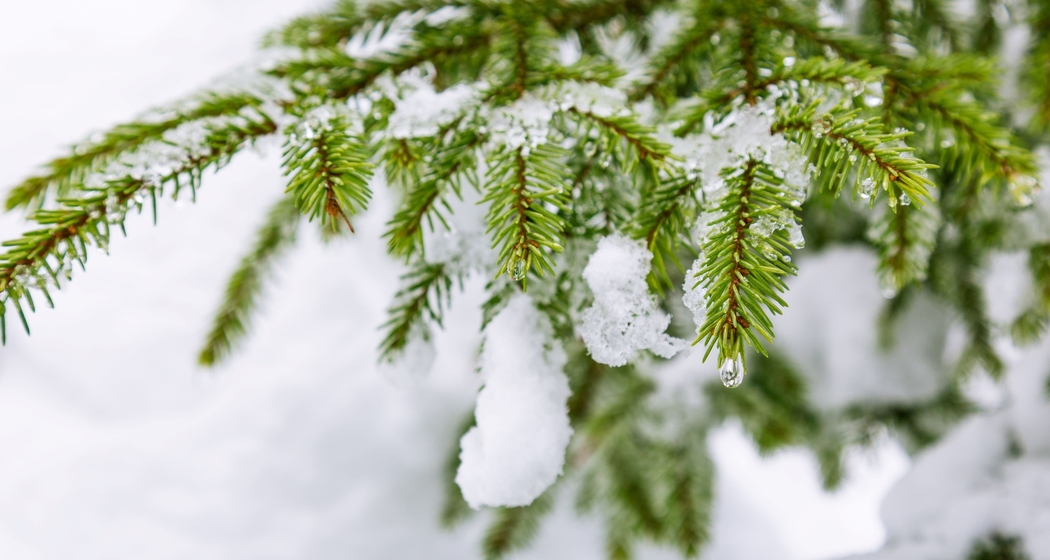 Kräuter Workshop "Wohltuendes aus dem Winterwald" in Versam (gdl_907773238_image)