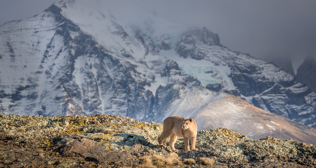 Patagonien - Explora Live Show (gdl_907947699_image)