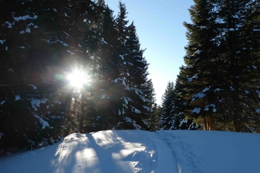 randonnée guidée en raquettes: Sentier panoramique Dreibündenstein - Feldis (gdl_907960952_image)