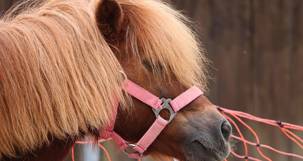 Pony-Erlebnis für die ganze Familie (gdl_908124047_image)
