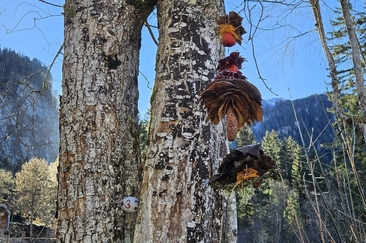 Spaziergang Adventsweg (gdl_908244602_image)