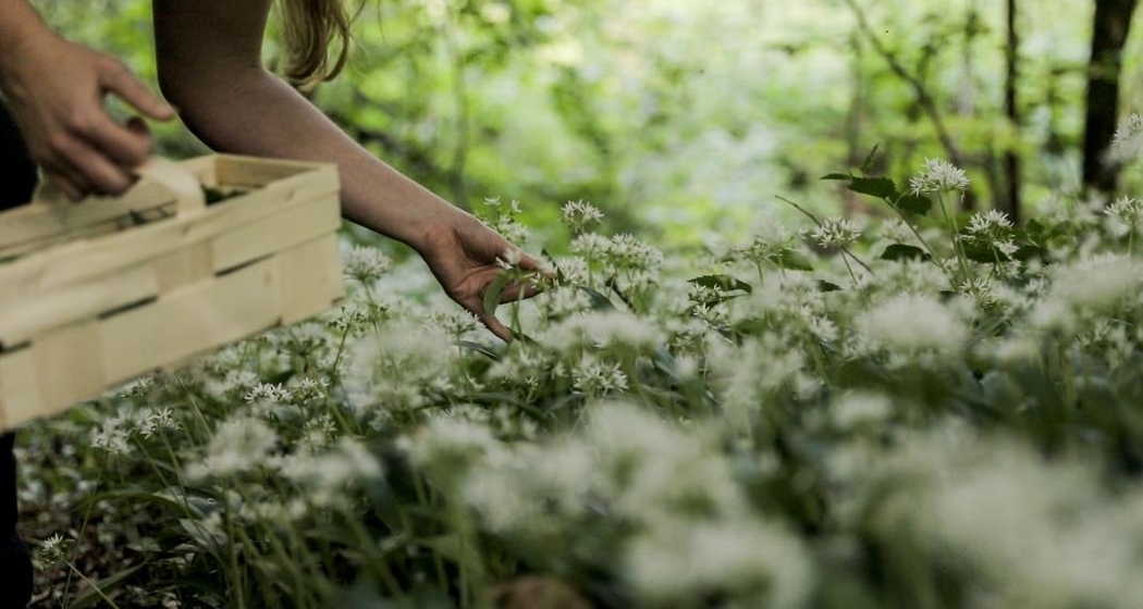 Wildkräuter-Woche (gdl_908794702_image)