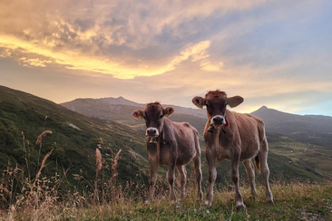 Kulturabend " Schön ist das Alpleben - ist es das?" (gdl_909061208_image)