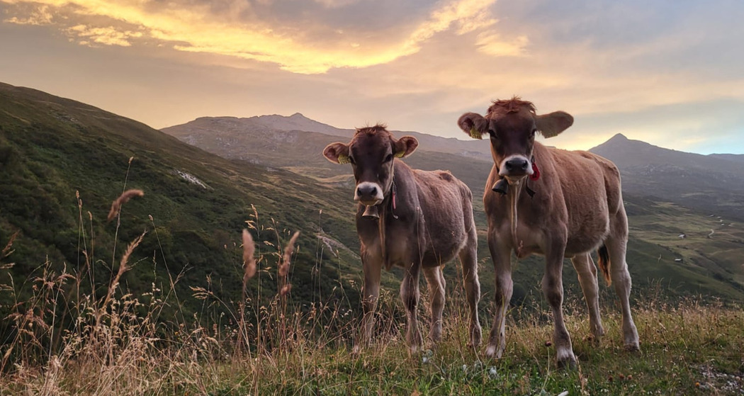 Kulturabend " Schön ist das Alpleben - ist es das?" (gdl_909061208_image)