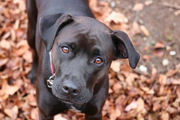 Dog Walk - Fränzi und Emma zeigen dir ihre Home-Runde (gdl_909724327_image)