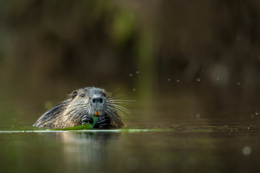 Feierabendwanderung: Auf den Spuren der Biber (gdl_910531727_image)