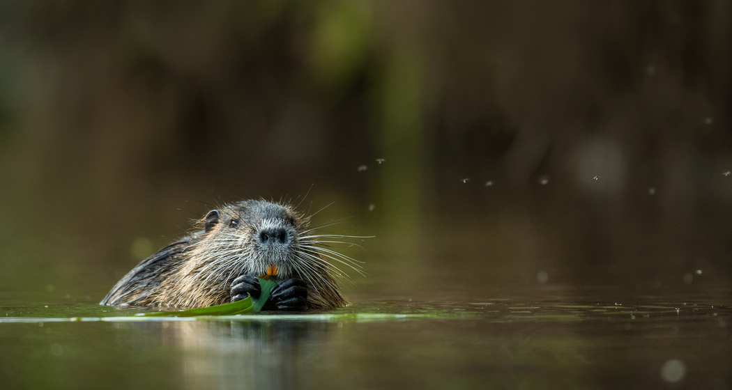 Feierabendwanderung: Auf den Spuren der Biber (gdl_910531727_image)
