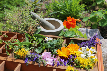 Kräuterwanderung/Workshop: Wildkräuter durchs Jahr - Sommerfülle (gdl_910531731_image)