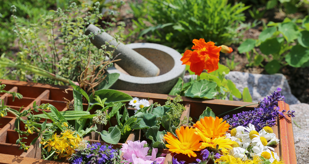 Kräuterwanderung/Workshop: Wildkräuter durchs Jahr - Sommerfülle (gdl_910531731_image)