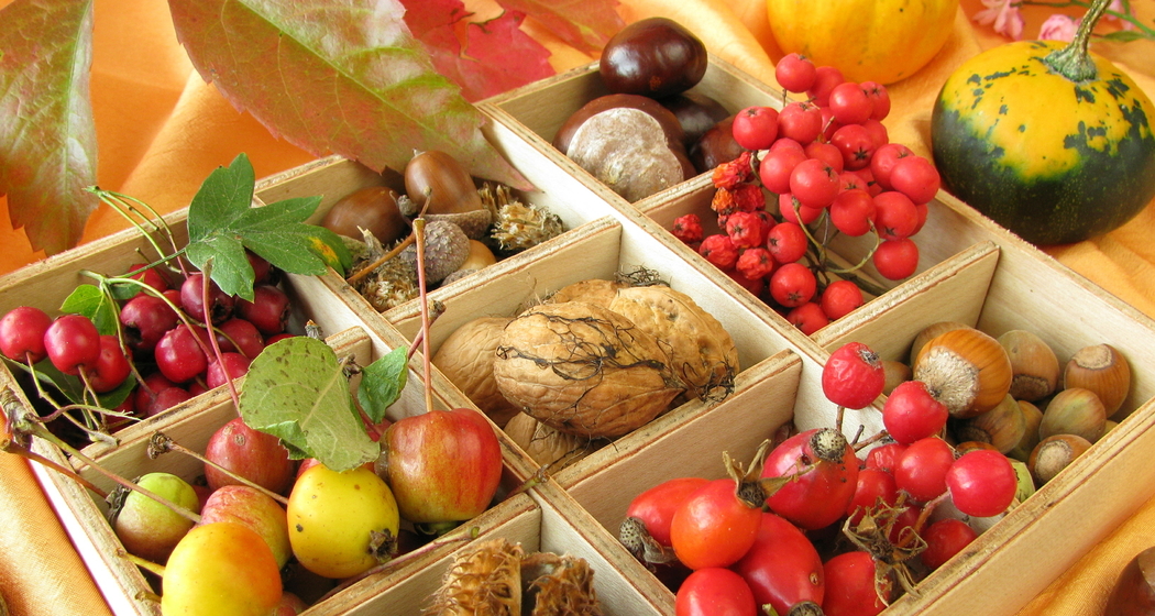 Kräuterwanderung/Workshop: Wildkräuter durchs Jahr - Herbstschätze (gdl_910535032_image)