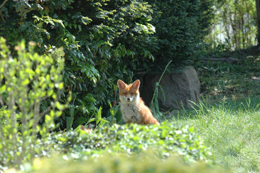 Dachs, Marder und Gartenschläfer: Wer lebt vor unserer Haustür? (gdl_911313635_image)