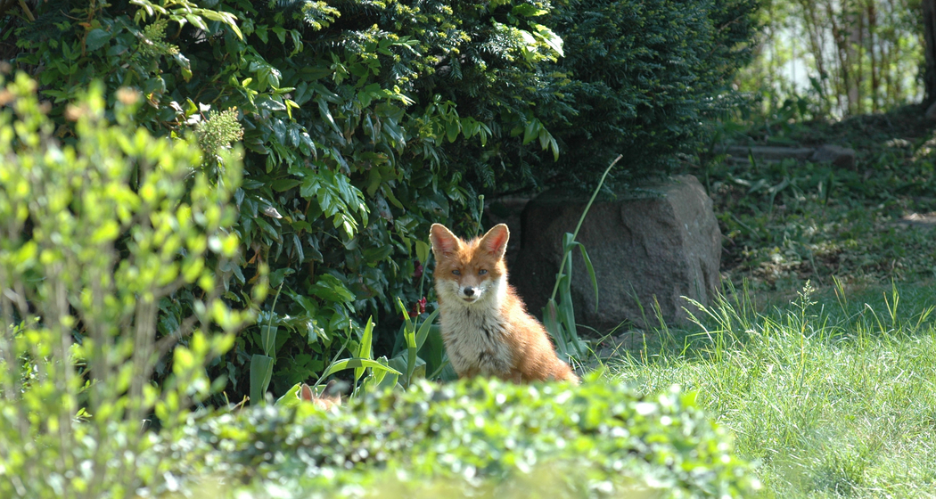 Dachs, Marder und Gartenschläfer: Wer lebt vor unserer Haustür? (gdl_911313635_image)