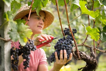 Tessiner Tavolata mit Weinbegleitung (gdl_911656421_image)