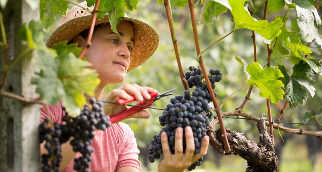 Tessiner Tavolata mit Weinbegleitung (gdl_911656421_image)