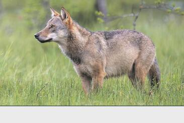 Mensch, Wolf! (gdl_912156618_image)