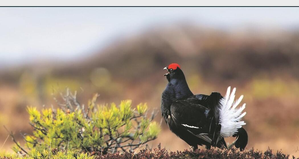 Mensch, Wolf! Buchvorstellung & Referat (gdl_912156618_image)