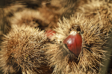 Marché d'automne (gdl_912322832_image)