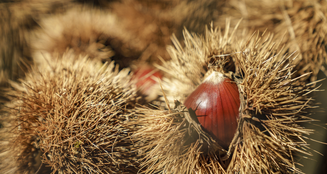 Bunter Herbstmarkt (gdl_912322832_image)