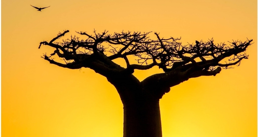 Madagaskar – Alles auf Anfang (gdl_912449264_image)