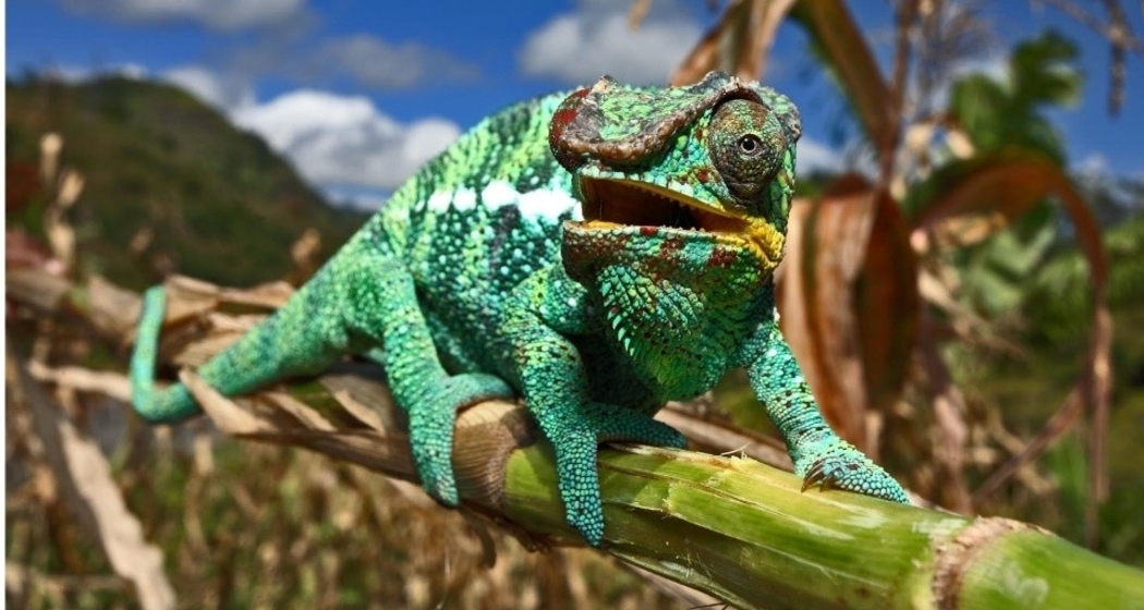 Madagaskar – Alles auf Anfang (gdl_912449265_image)