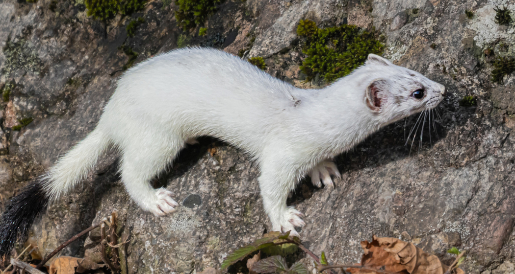 Fotoausstellung: Natur - Augenblicke voller Schönheit in Ilanz (gdl_912751956_image)
