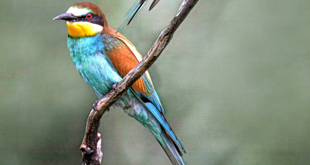 Fotoausstellung: Natur - Augenblicke voller Schönheit in Ilanz (gdl_912751957_image)