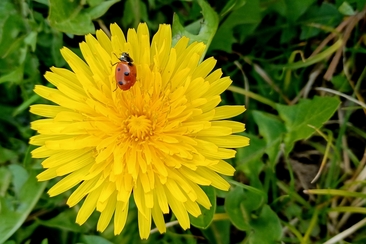 Festival delle erbe spontanee (gdl_913282586_image)