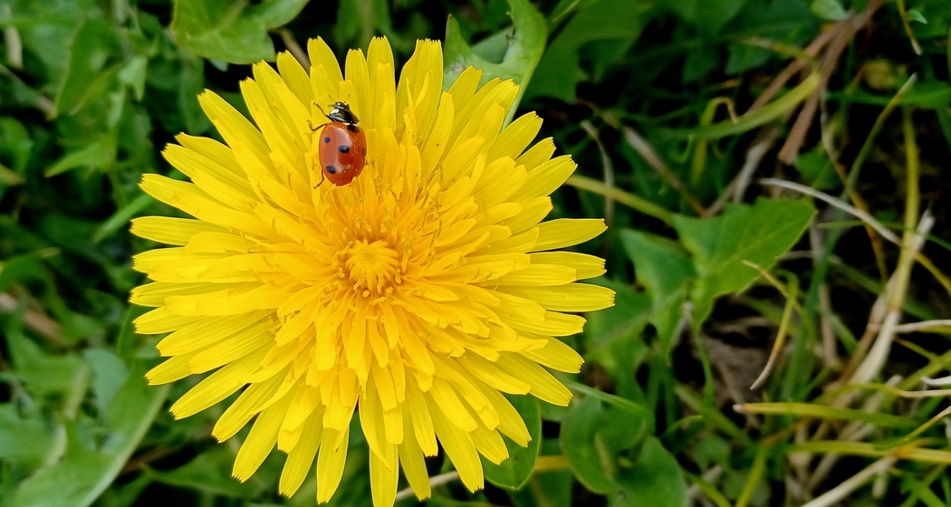 Wildkräuter-Festival (gdl_913282586_image)