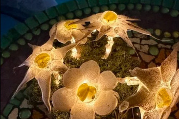 Workshop Winterlicht (gdl_913295683_image)