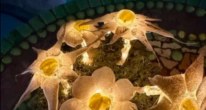 Workshop Winterlicht (gdl_913295683_image)