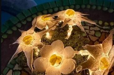 Workshop Winterlicht auf der W.O.W. Plaza (gdl_913619326_image)