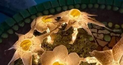 Workshop Winterlicht auf der W.O.W. Plaza (gdl_913619326_image)