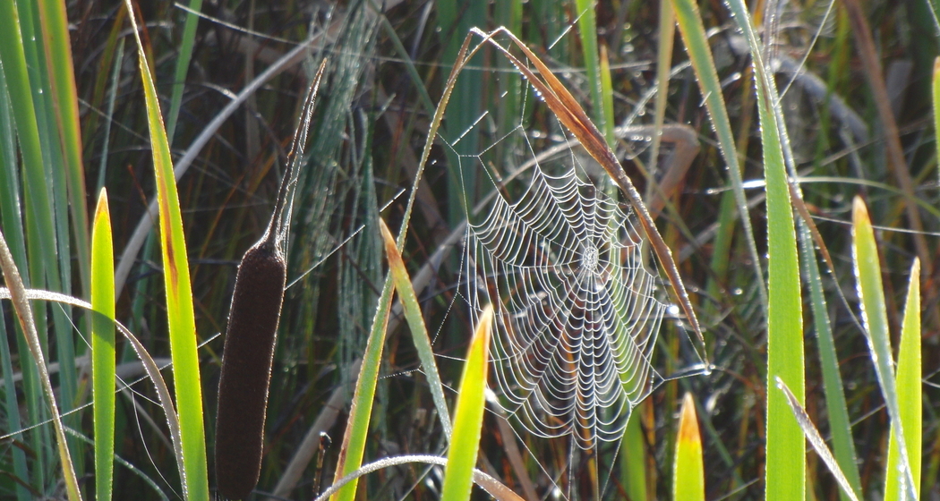 Seniorentreff im Senesca (gdl_914401991_image)