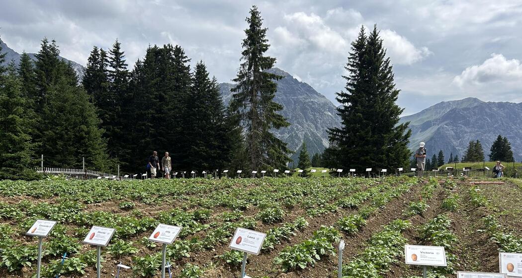 ArosaAkademie «Hundert Kartoffeln aus Maran» (gdl_914595487_image)
