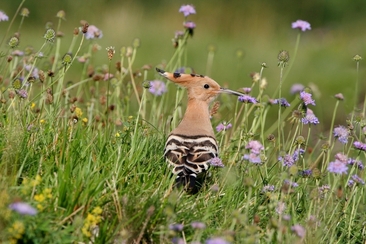 Begegnungscafé (gdl_915496875_image)