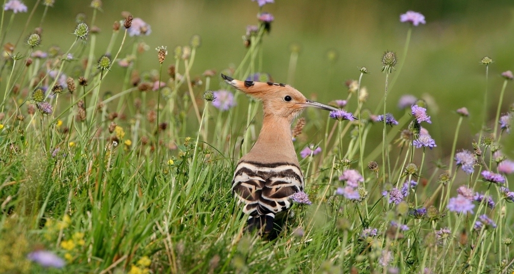 Begegnungscafé (gdl_915496875_image)