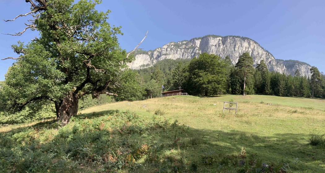 zur ältesten Eiche Graubündens und zu den ehemaligen Goldminen von Felsberg (gdl_915583562_image)
