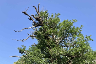 zur ältesten Eiche Graubündens und zu den ehemaligen Goldminen von Felsberg (gdl_915583563_image)