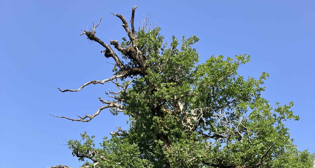 zur ältesten Eiche Graubündens und zu den ehemaligen Goldminen von Felsberg (gdl_915583563_image)