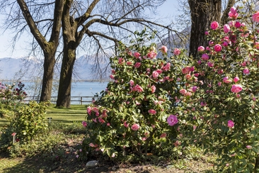 Tschent: Tagesausflug an die Kamelienausstellung in Locarno (gdl_915842268_image)