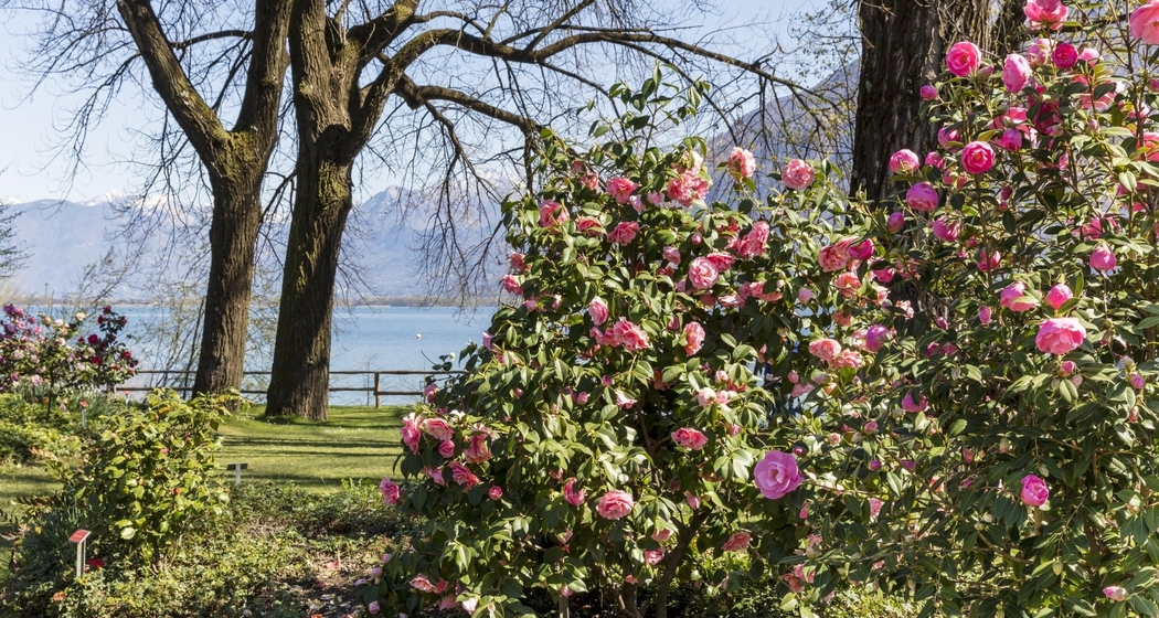 Tschent: Tagesausflug an die Kamelienausstellung in Locarno (gdl_915842268_image)