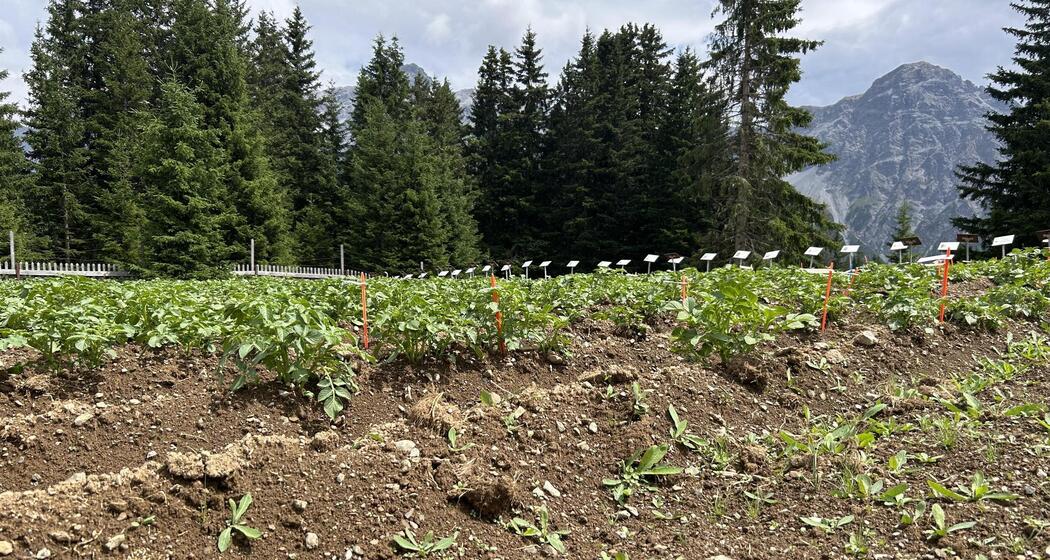 ArosaAkademie «Artenförderung im alpinen Ackerbau» (gdl_916200597_image)