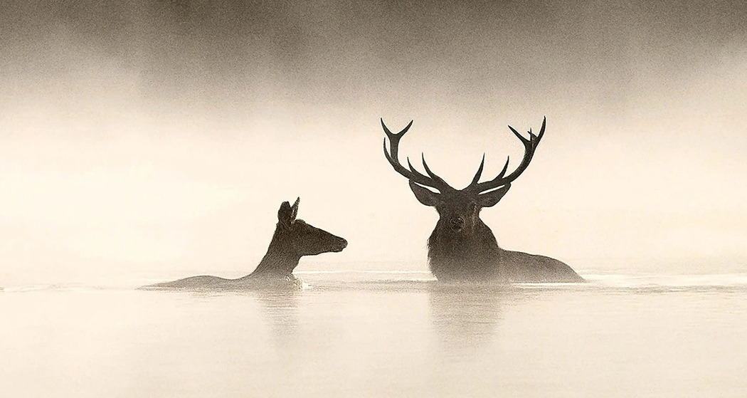 Le Chant des Forêts (gdl_916320907_image)