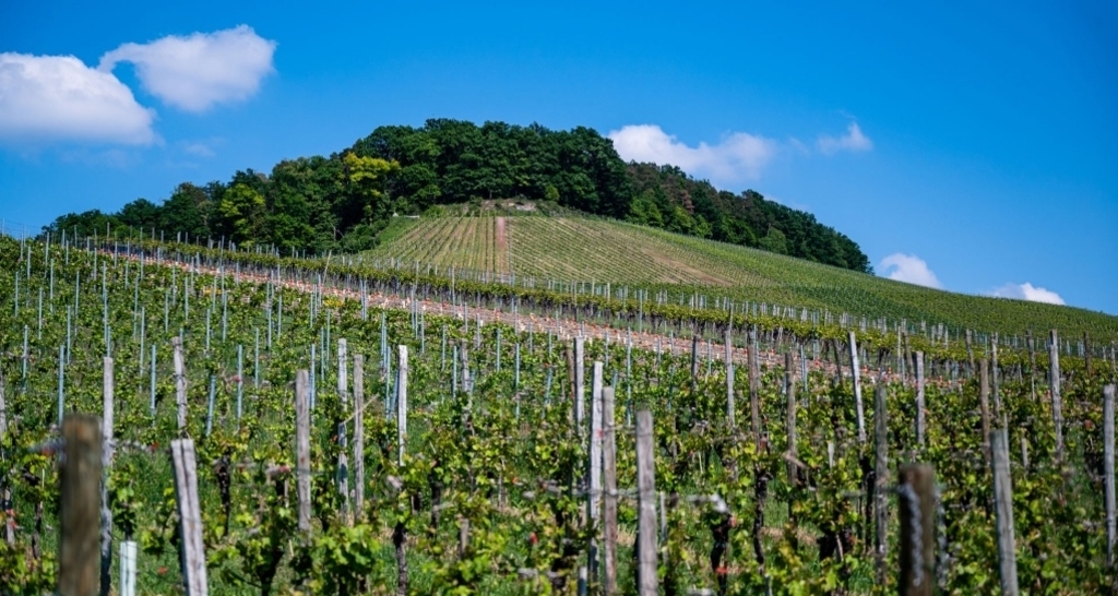 Stein & Wein – Geologie, Mineralien und Terroir im Welterbe Sardona (gdl_916796257_image)